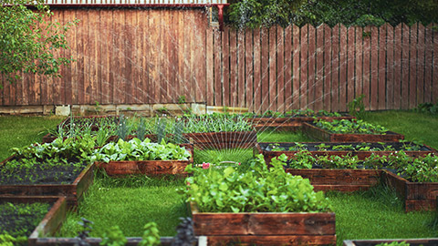 Wide shot of a garden with a sprinkler running