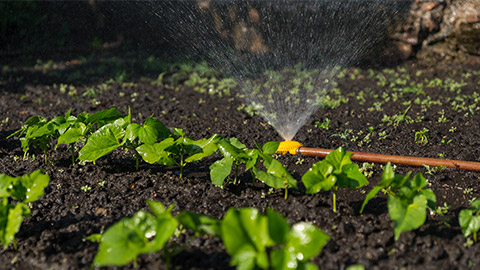 A sprinkler in a garden