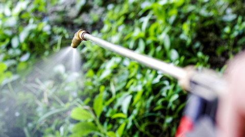 A person spraying insecticide on weeds