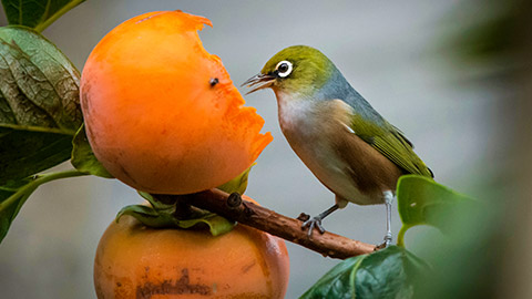 A bird eating fruit