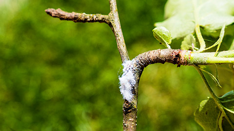 White fluffy stuff growing on a tree branch