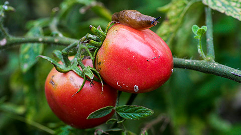 A slug on a tomato