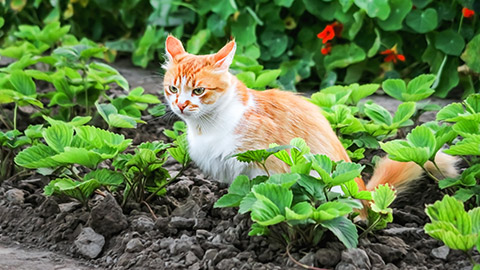 A cat in a garden