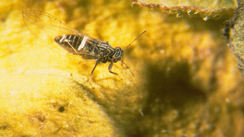 A potato psyllid