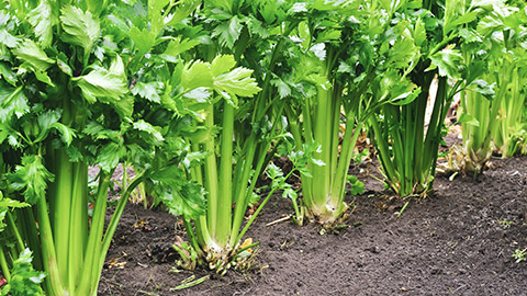 A row of celery