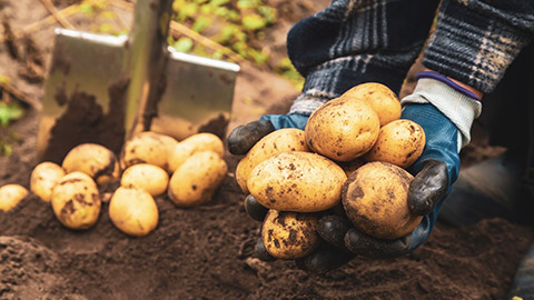 A person with a handful of potatoes