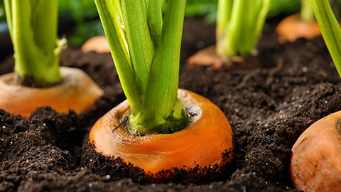 A close view of carrots in a garden