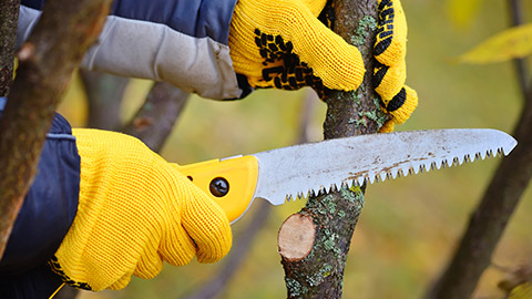 A person cutting a branch