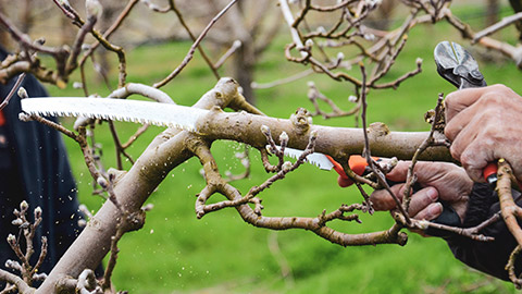 A person pruning a tree