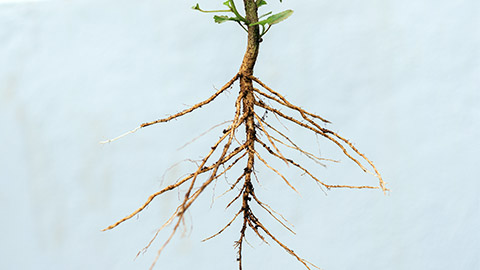 taproot system of a plant