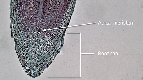 ApicalMeristem