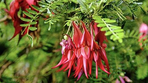 Kaka beak flower