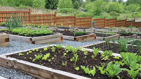 Community garden box