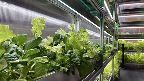 Growing vegetable salad indoor