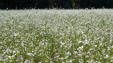 Radish crops in white field