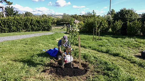 preparation for tree planting - compost