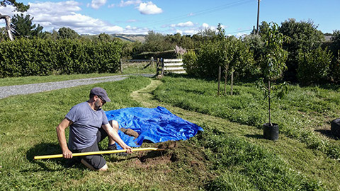 preparation for tree planting - cut the turf