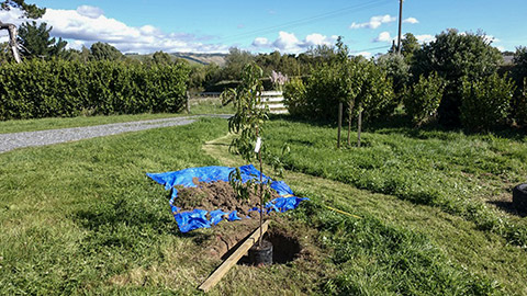 preparation for tree planting - dig the hole