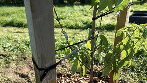 preparation for tree planting - eight tie pattern