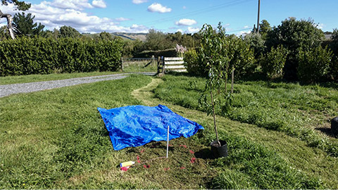 preparation for tree planting - mark the location