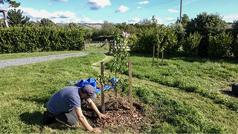 preparation for tree planting - organic bark