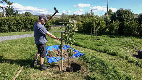 preparation for tree planting - staking