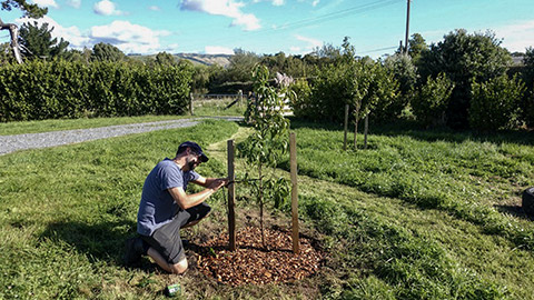 preparation for tree planting - tie the tree