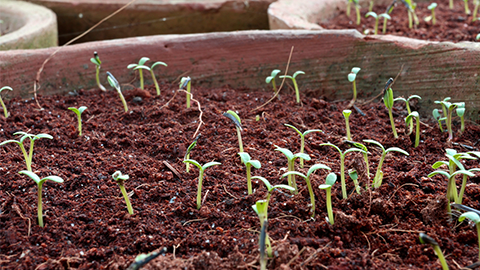 Close-up of green seedling growing out of cocopeat in a pot