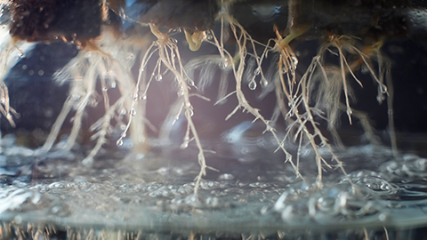 Deep water culture hydroponic system close up