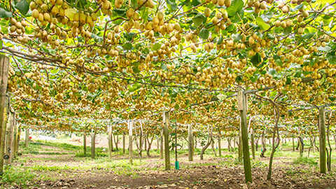 A kiwi fruit orchard