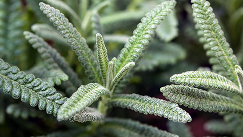 A close view of french lavender