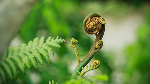 A cose view of a curled up fern