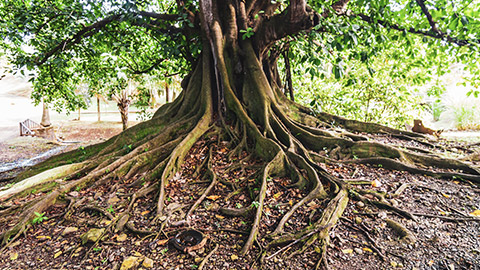 A fig tree with above ground root system