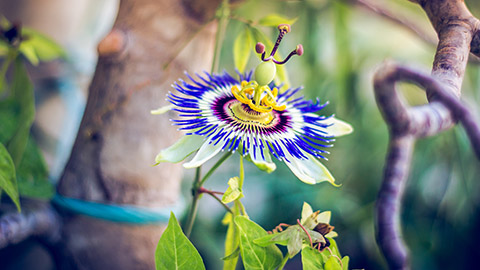 A passion fruit flower