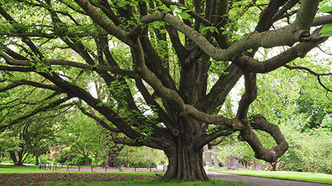 A big tree in a park