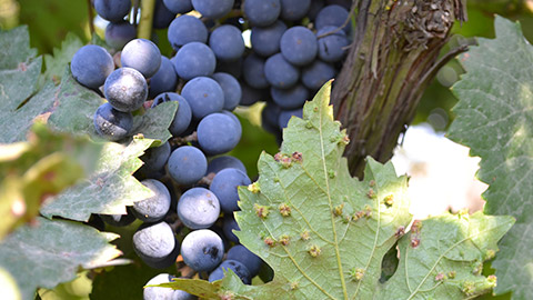 grapes on a vine