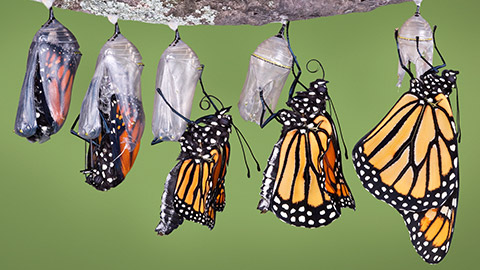 Monarch butterflies