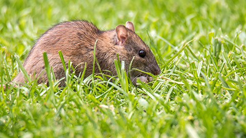 A rat in the grass