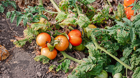 A tomato plant