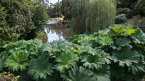 A garden with a pond