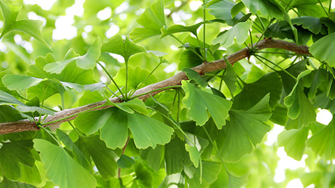 A gingko tree