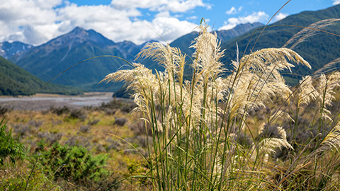 Weeds in the outdoors