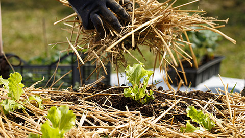 Putting hay on a garden