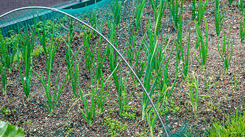 Netting over a garden