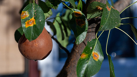 a piece of fruit hanging on a tree