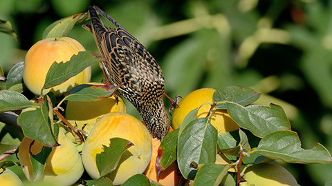 A bird eating fruit on a tree