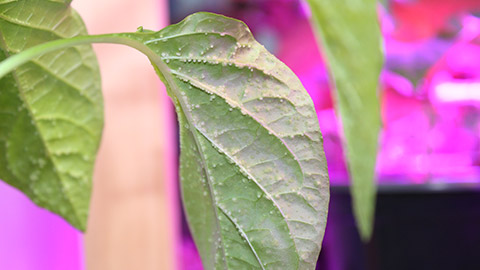 Close view of a diseased leaf