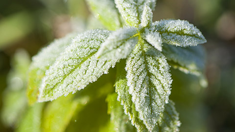 Frost covered mint