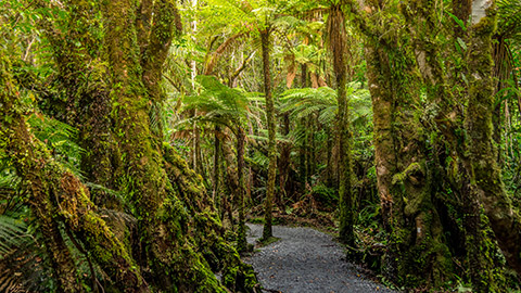 A path through a forest