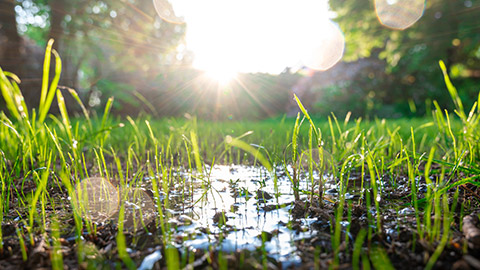 Flooded grass